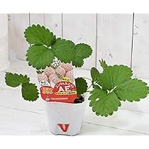 いちごページ 41kw2+A7WEL._AC_UL210_SR210,